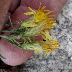 Ericameria arizonica