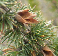 Aspalathus sceptrum-aureum