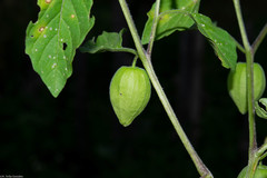 Physalis lagascae