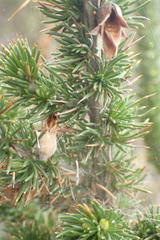 Aspalathus sceptrum-aureum