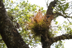 Tillandsia festucoides