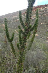 Aspalathus sceptrum-aureum