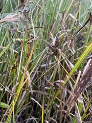 Bolboschoenus planiculmis
