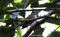 Cyornis pelingensis