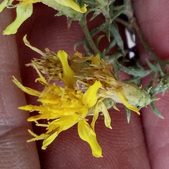 Ericameria arizonica