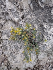 Ericameria arizonica