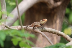 Calotes versicolor