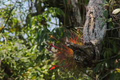Tillandsia festucoides