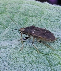 Perigenes constrictus