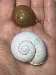 Zachrysia trinitaria