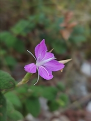 Dianthus ciliatus