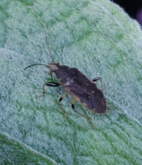 Perigenes constrictus