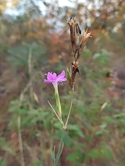 Dianthus ciliatus