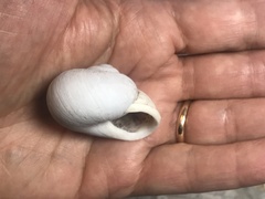 Zachrysia trinitaria