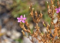 Centaurium littorale uliginosum