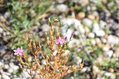 Centaurium littorale uliginosum