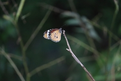 Danaus chrysippus