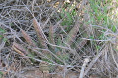 Gasteria disticha disticha