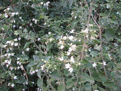 Clerodendrum infortunatum