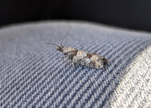 Red-striped Needleworm Moth photo 2