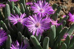 Brianhuntleya intrusa