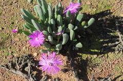 Brianhuntleya intrusa