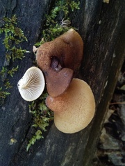 Crepidotus