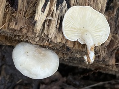 Ossicaulis lignatilis