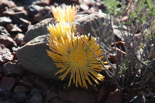 Pleiospilos bolusii