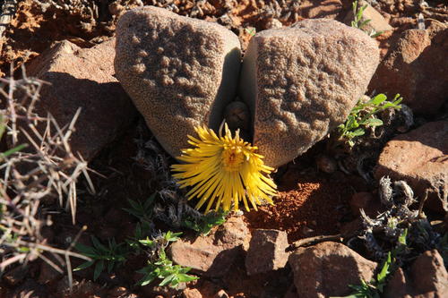 Pleiospilos bolusii