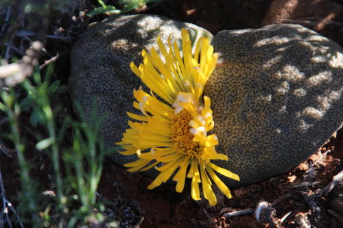 Pleiospilos bolusii