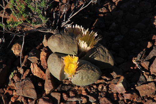 Living Rock Cactus