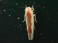 Zygina flammigera