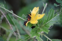 Acraea terpsicore