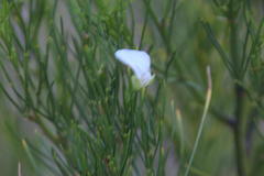 Psoralea sp18