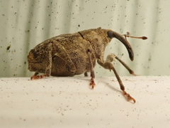 Parethelcus pollinarius