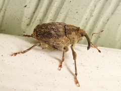 Parethelcus pollinarius