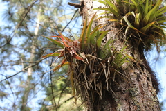 Tillandsia lautneri