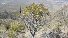 Colliguaja integerrima