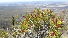 Colliguaja integerrima