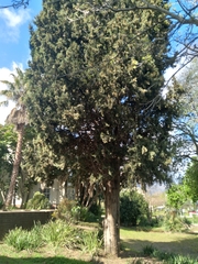Cupressus sempervirens