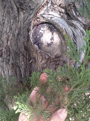 Cupressus sempervirens