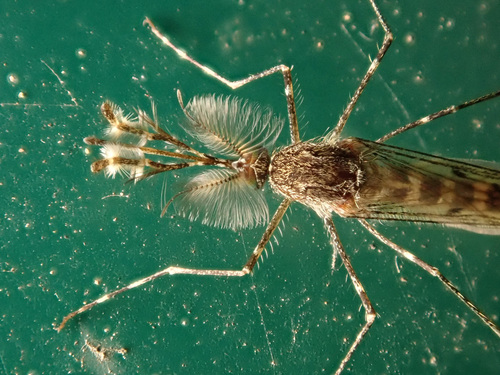 Banded house mosquito