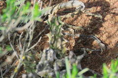 Quaqua mammillaris