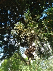 Cupressus sempervirens
