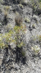 Colliguaja integerrima