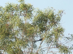 Phaenicophaeus tristis