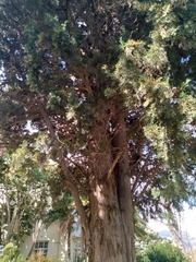 Cupressus sempervirens