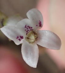 Cyphia digitata digitata