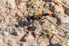 Ammophila placida